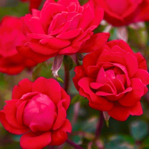 Rosa Double Knock Out® - červená - Stromkové ruže,  kvety kvitnú v skupinkáchstromková ruža s kríkovitou tvarou koruny